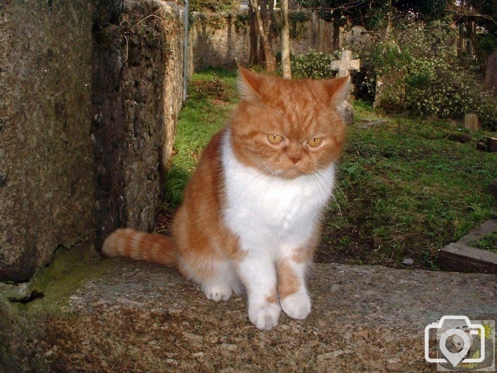 Church cat