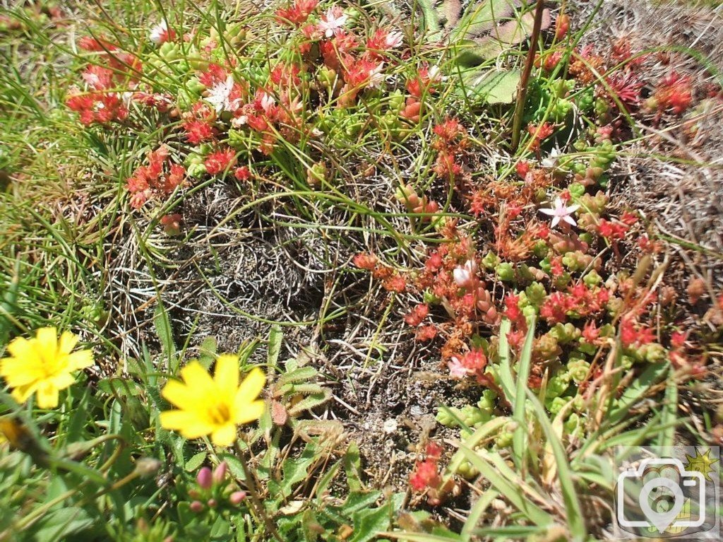 Clifftop flora