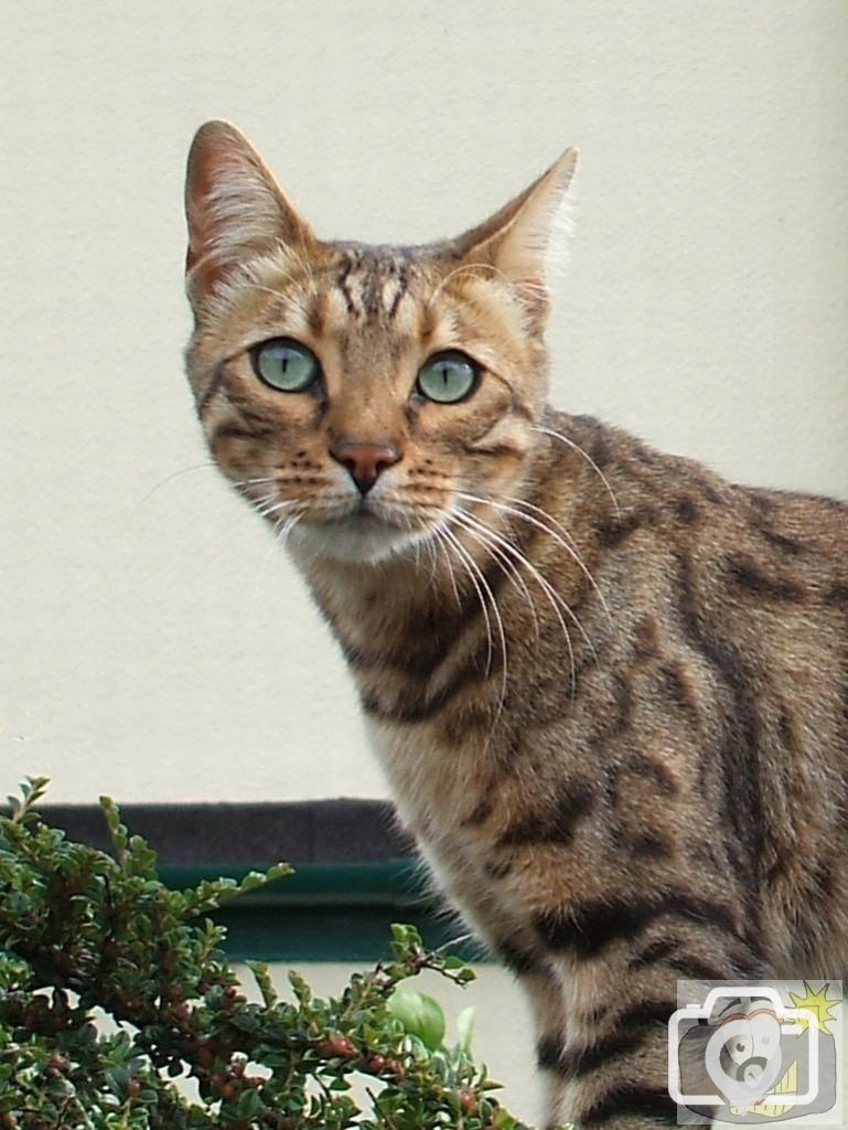 Close up of Cornish leopard