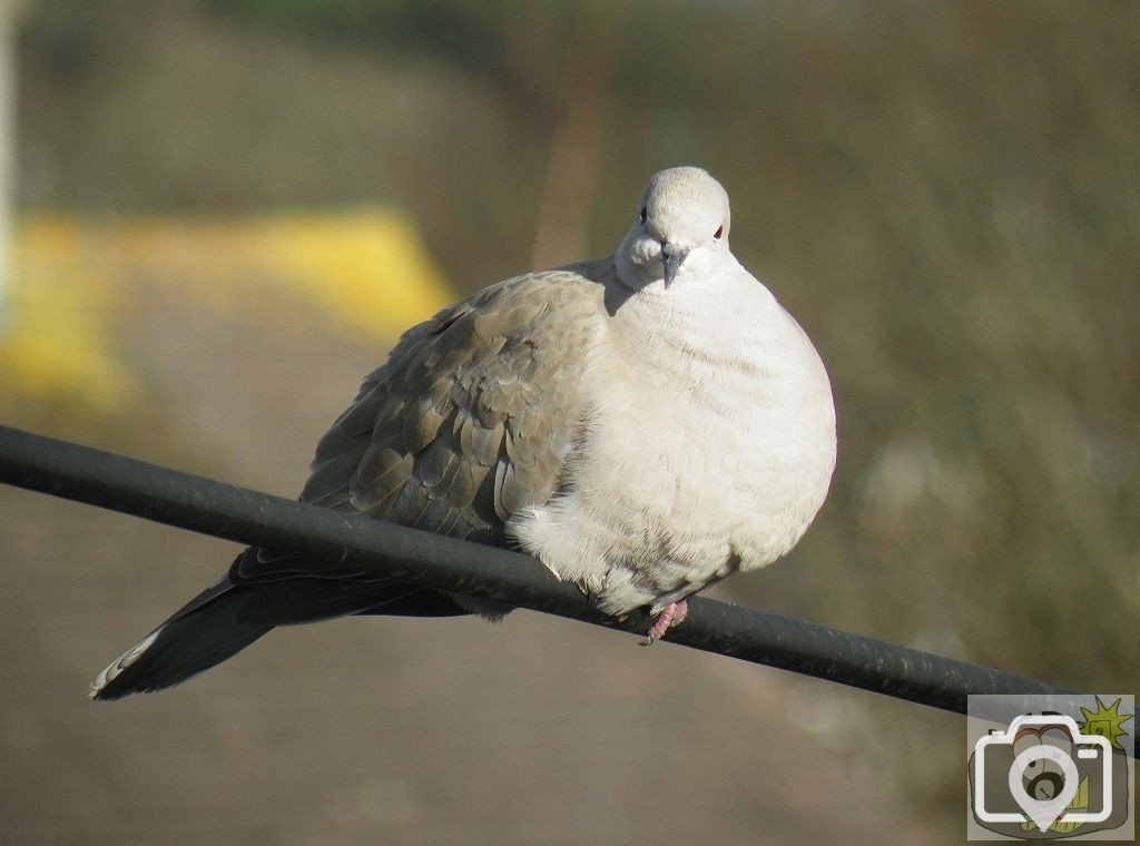 Collared !!