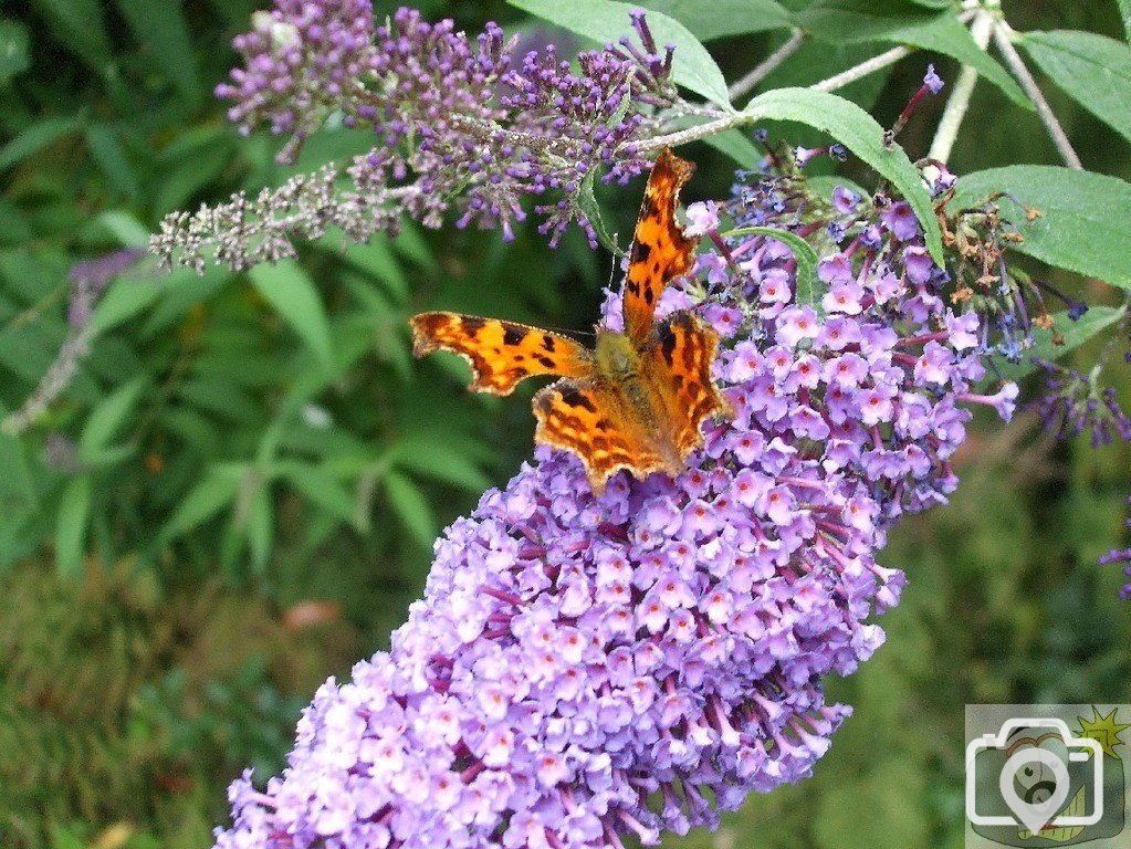 Comma butterflly on buddleia - 16Aug10