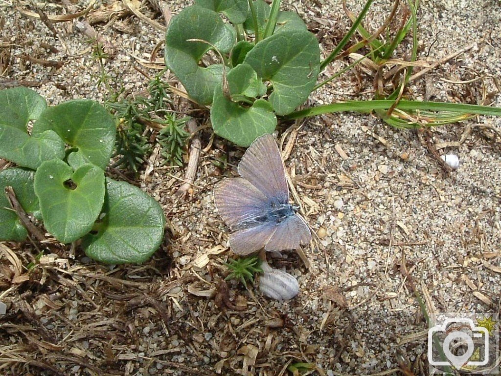 Common blue butterfly