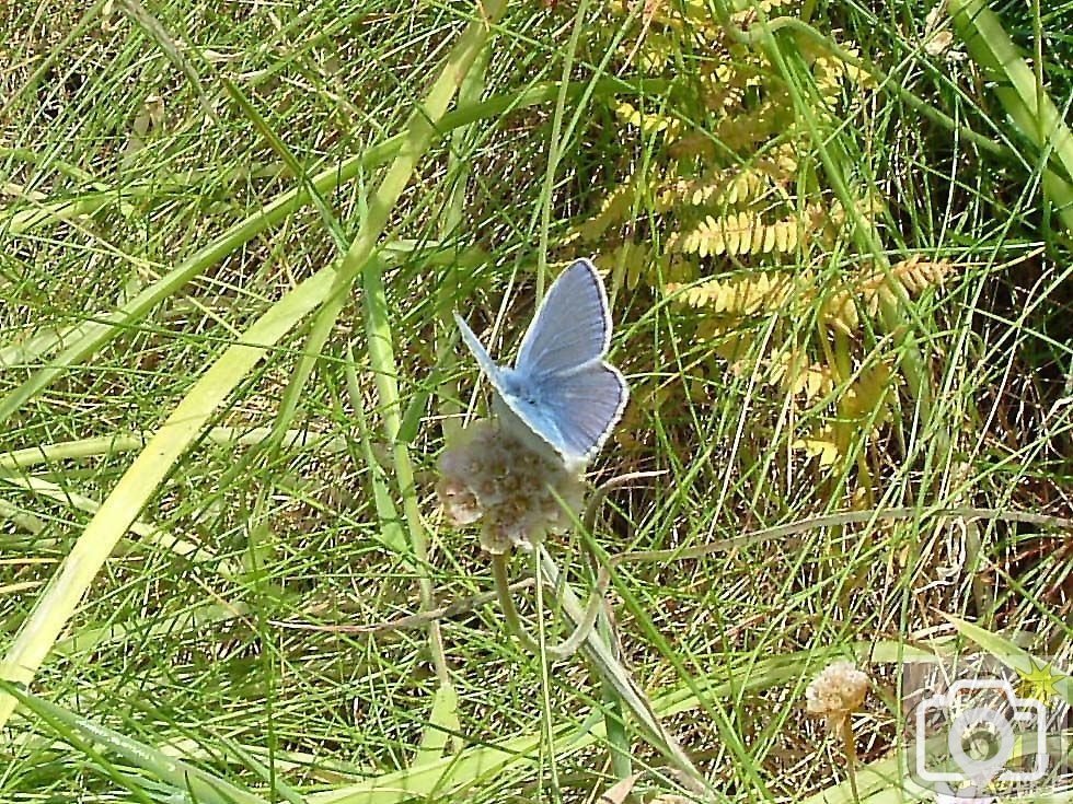 Common blue (or silver studded blue?)