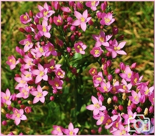 Common Centaury 2