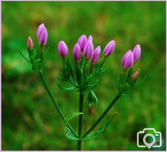 Common Centaury