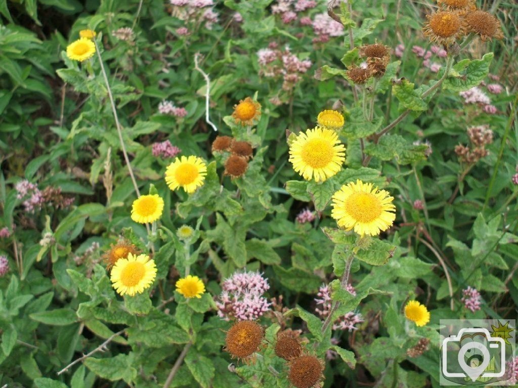 Common fleabane