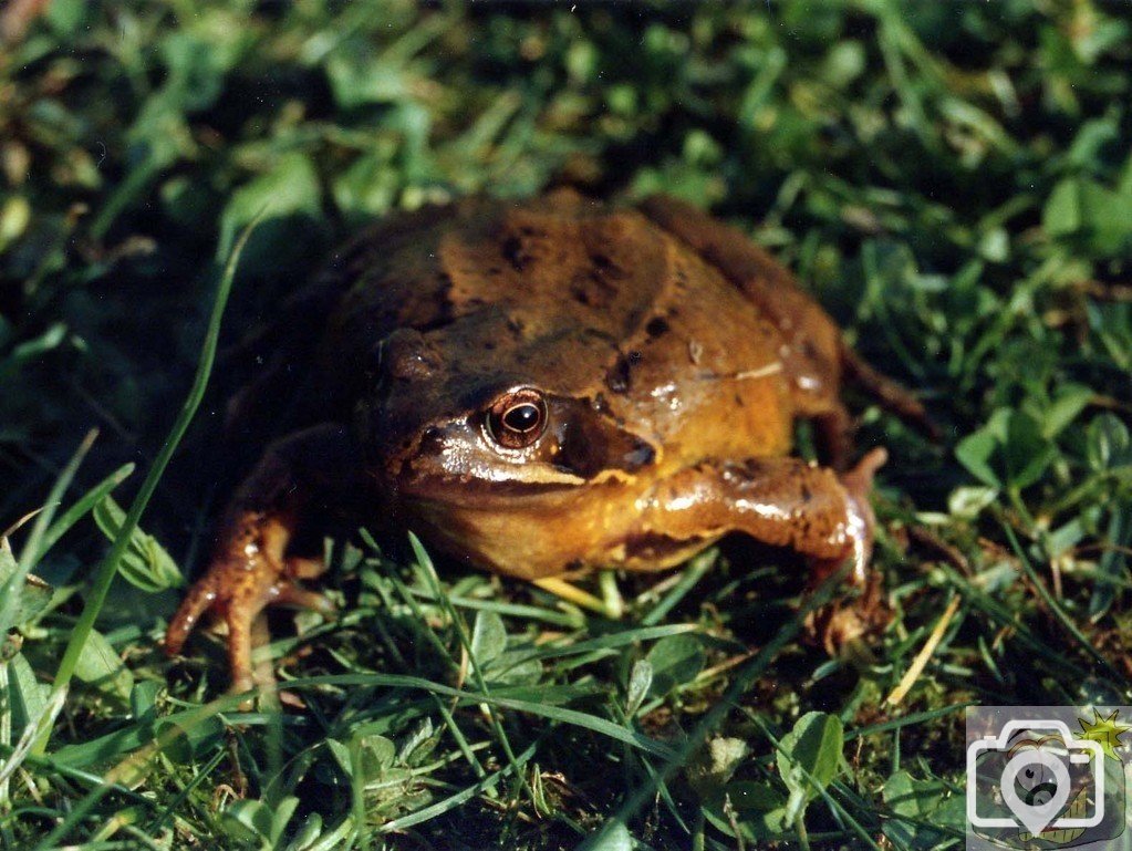 Common Frog or Natterjack Toad?