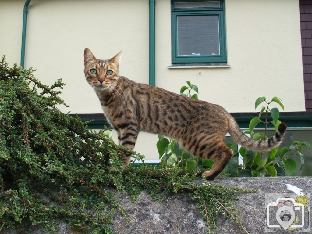 Cornish leopard