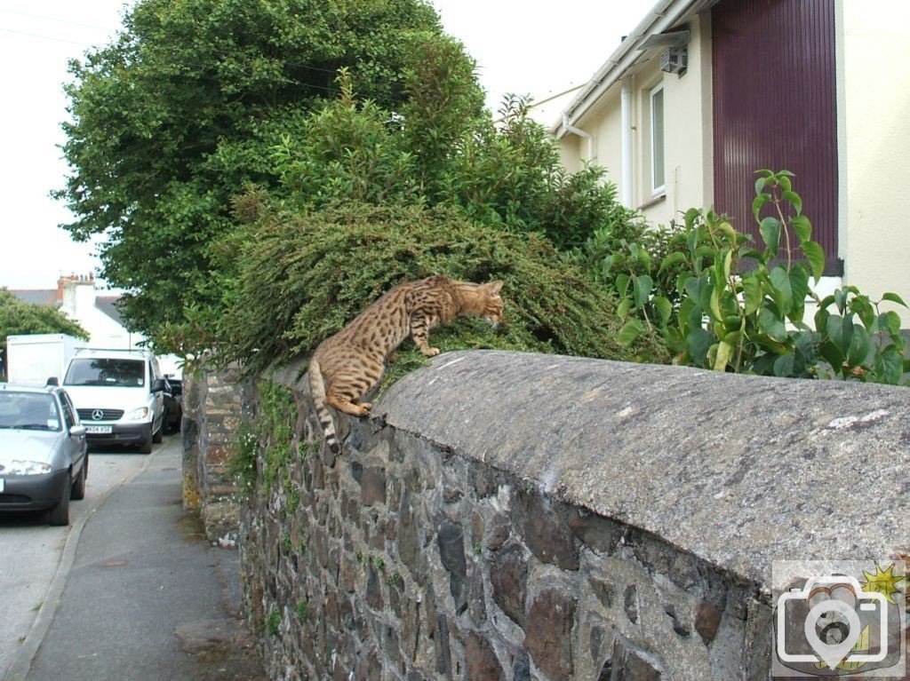 Cornish leopard