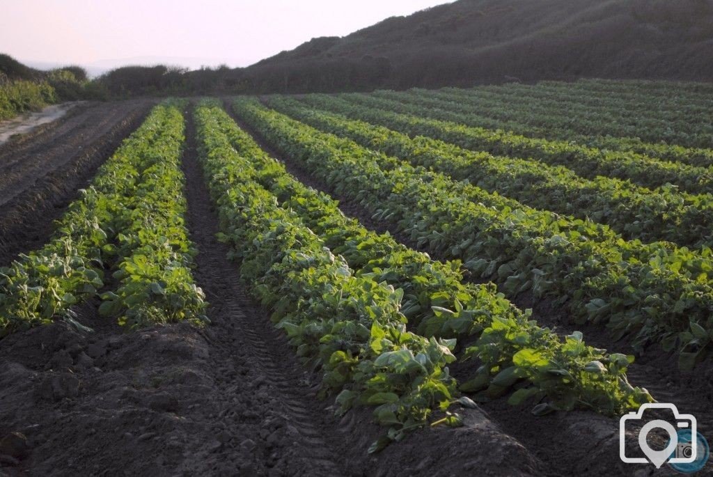 cornish tatties