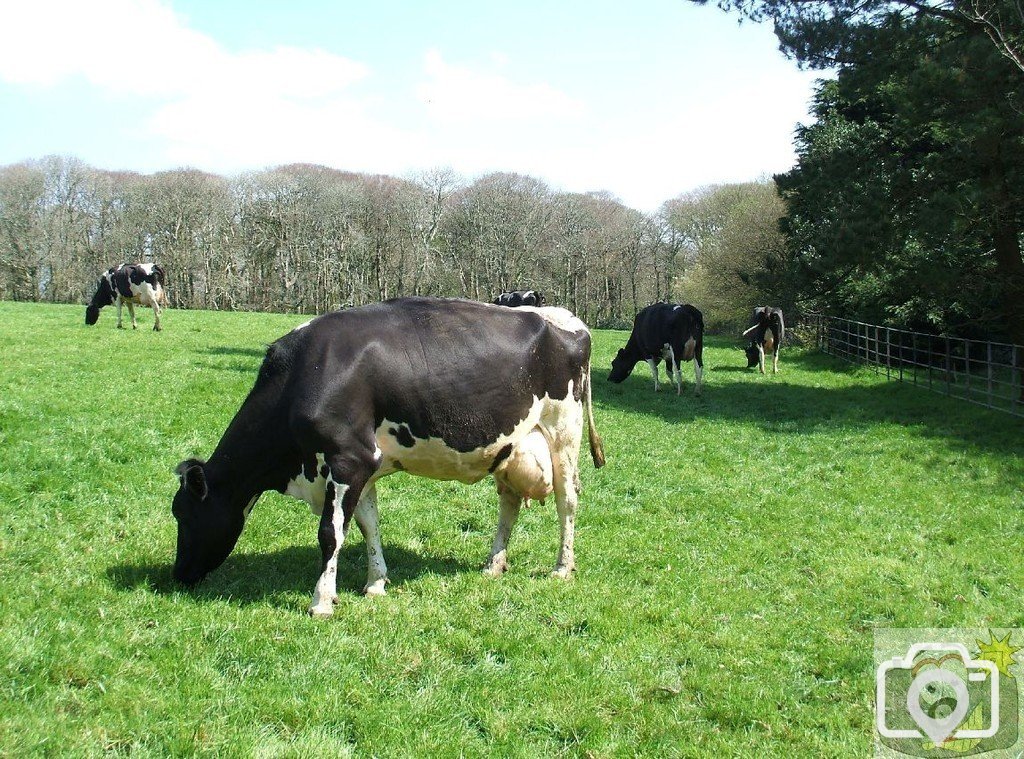 Cows at Trengwainton - 12March10