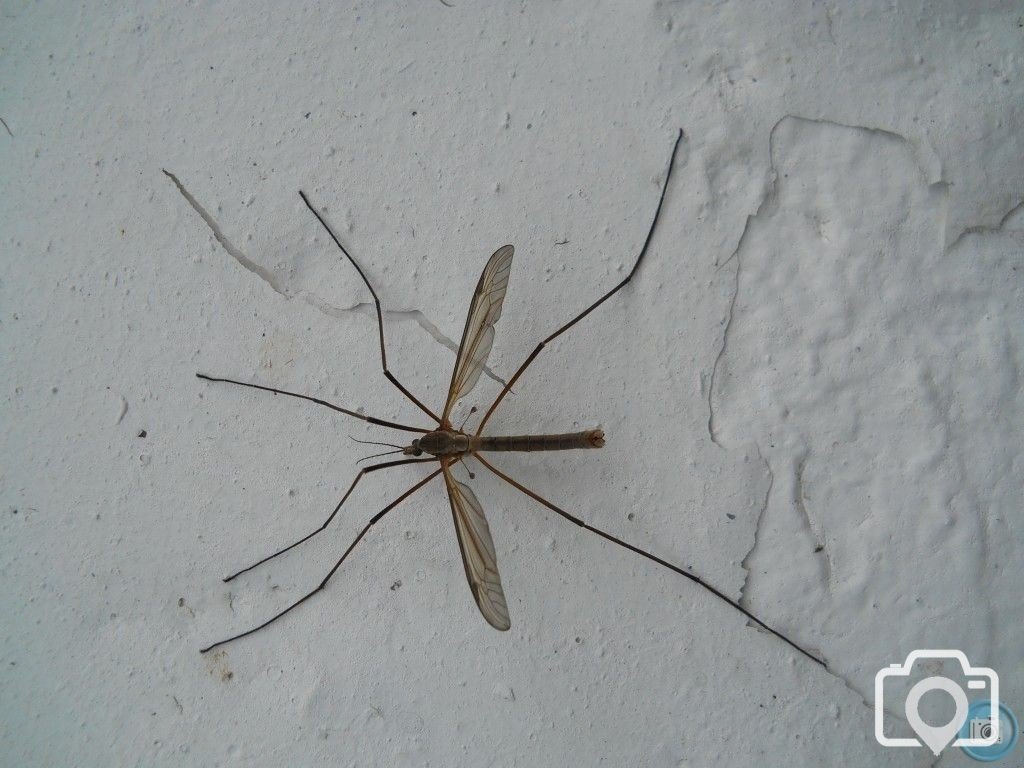 crane fly