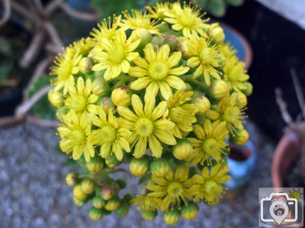 Cultivated form of ragwort?