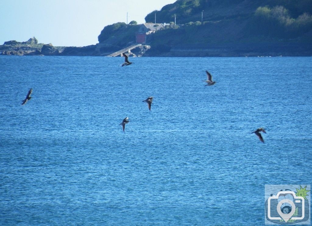 Curlews off the Prom