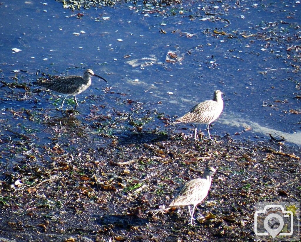 Curlews on the Prom beach