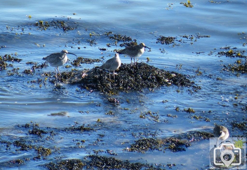 Curlews on The Rocks