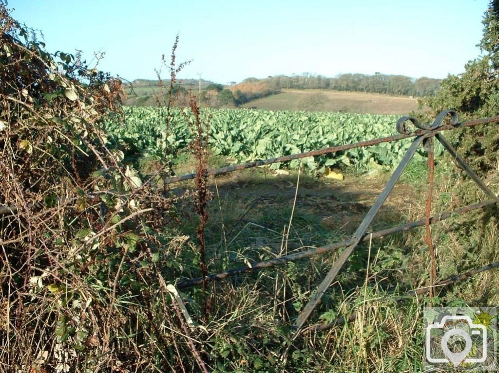 Cycling past countryside beyond Trengwainton