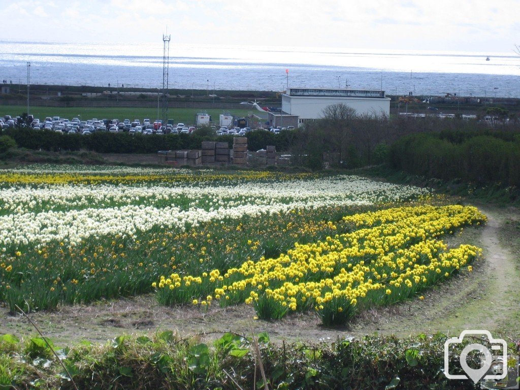 Daffodil Fields