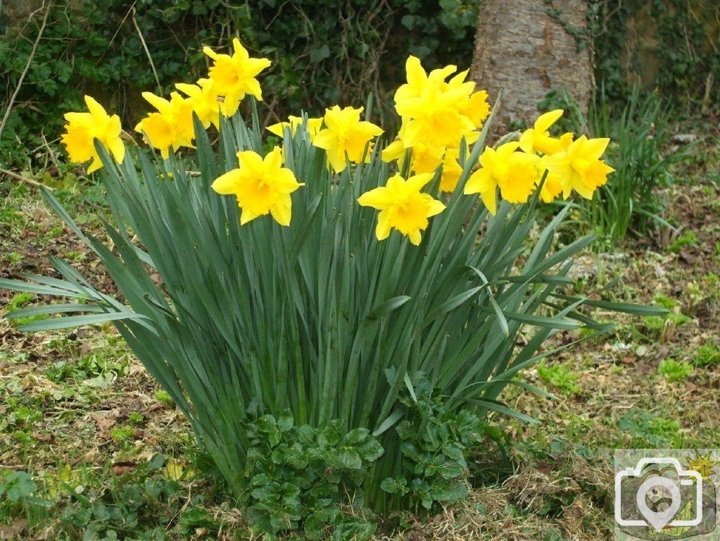 Daffodils on Chywoone Hill - 17Mar10