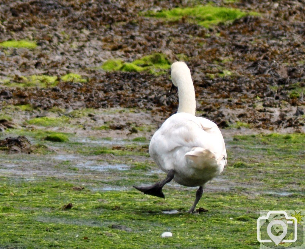 Dancing  swan  at  Newlyn.