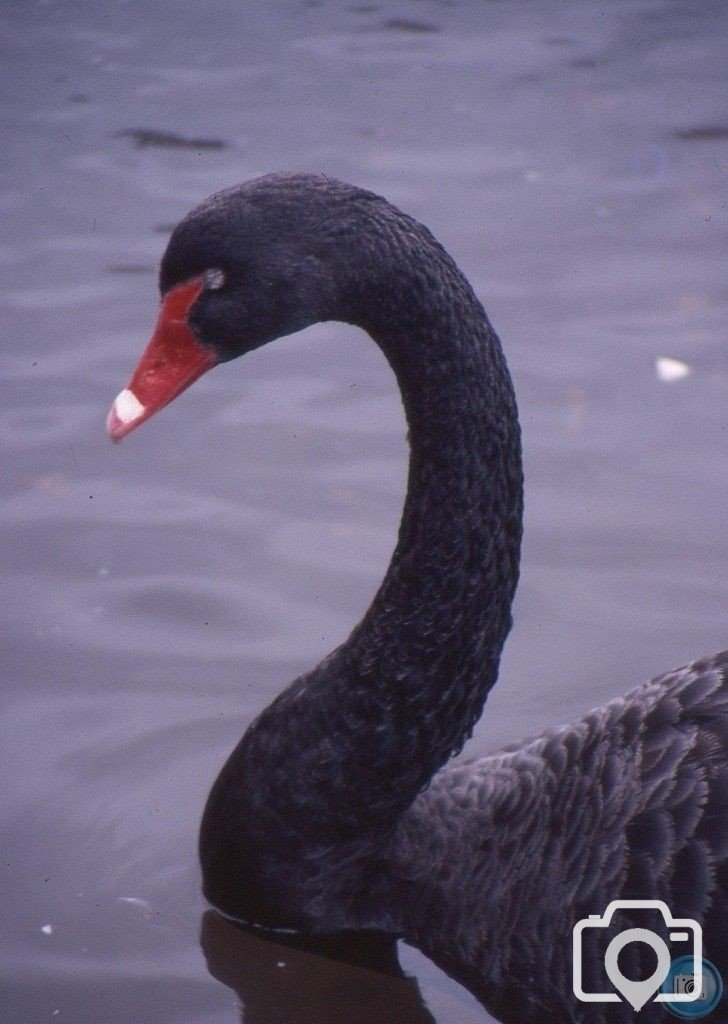 Dawlish Swan 1