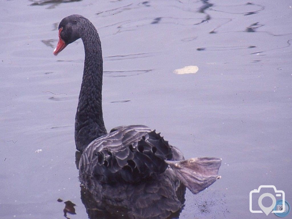 Dawlish Swan 2