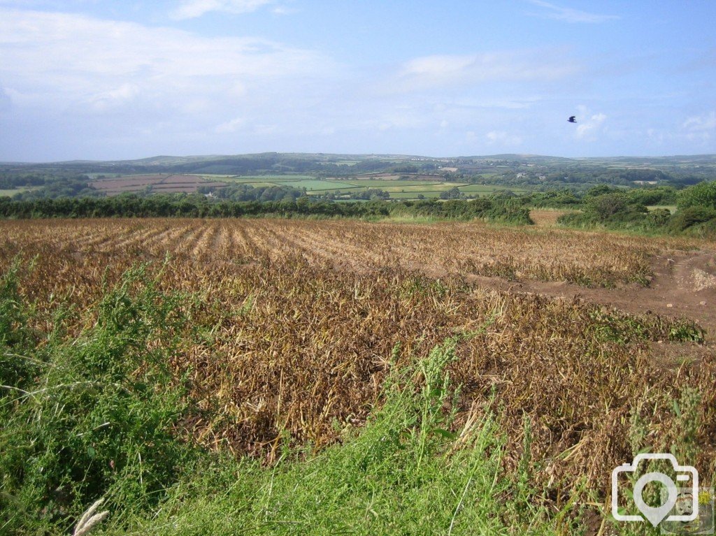 Dead potoato field.