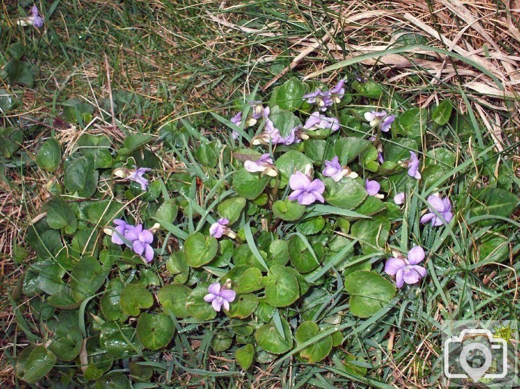 Dog violets