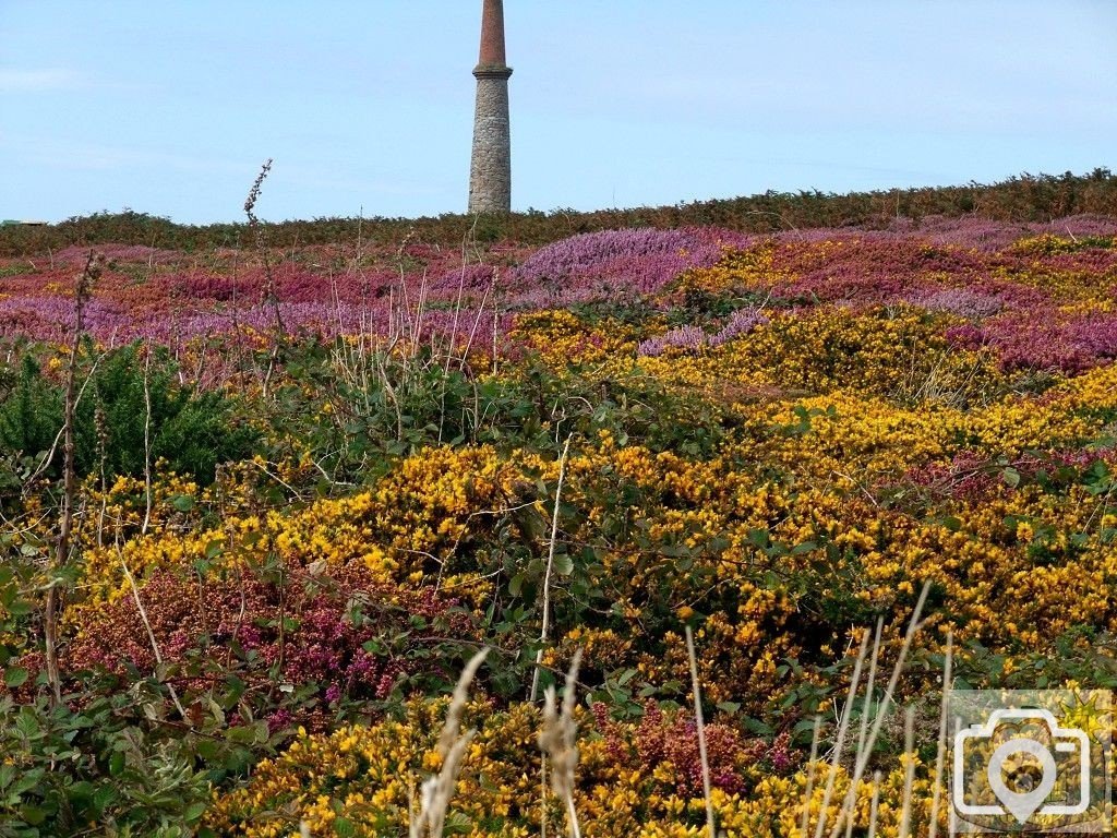 Down Cape - 10 - Ground Cover Colour.