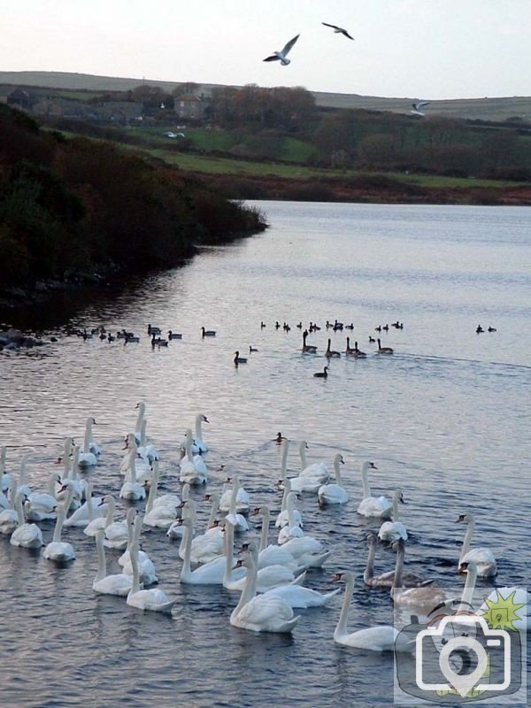 Drift Dam Reservoir attracts the birds - 2002