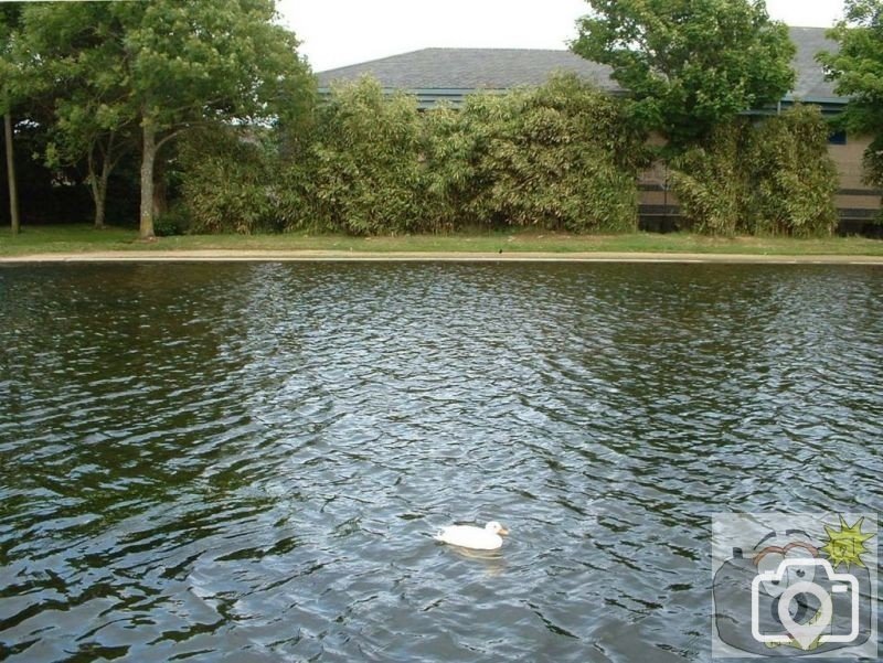 Ducky at Penzance Boating Pool, 2005