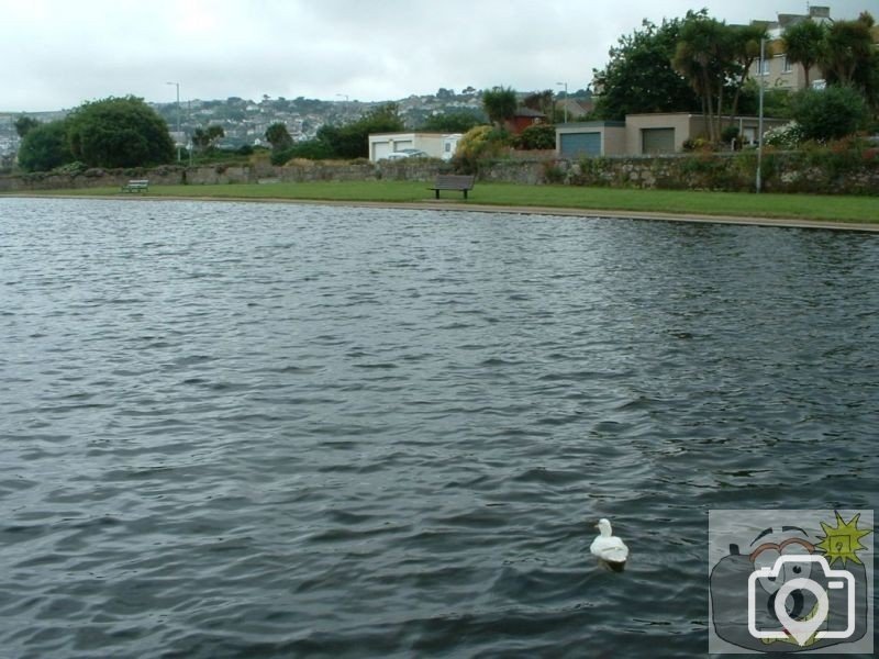 Ducky in boating lake - 3