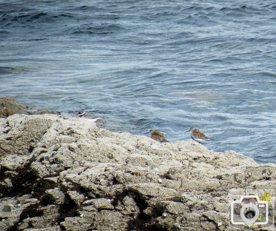 Dunlin