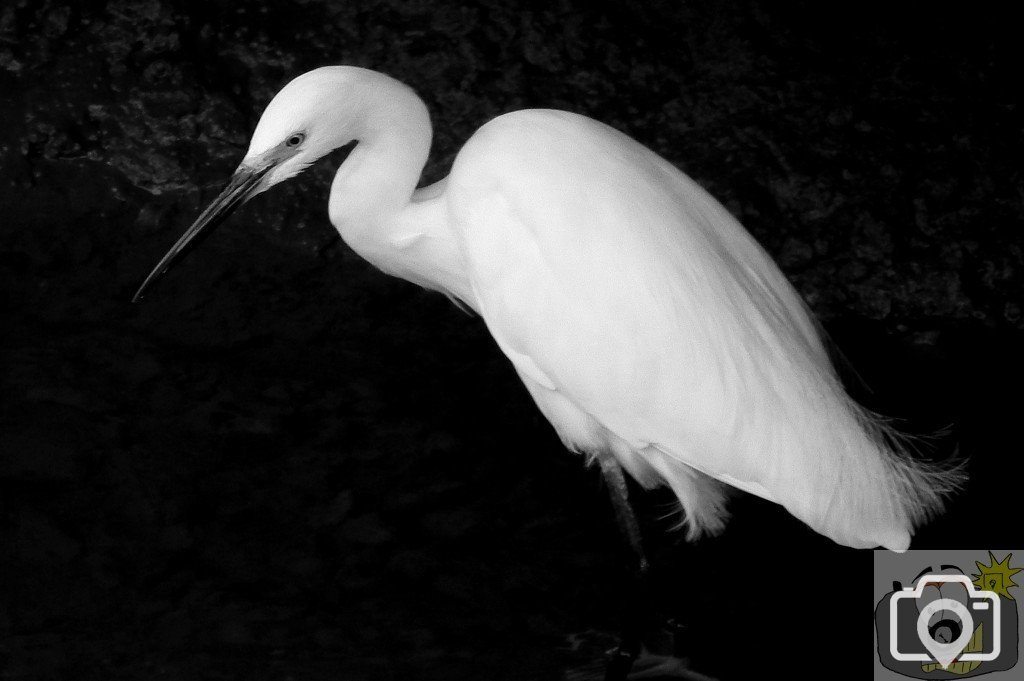 Egret - 3