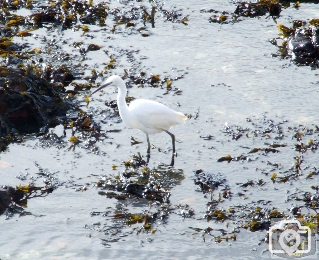 Egret October 2008