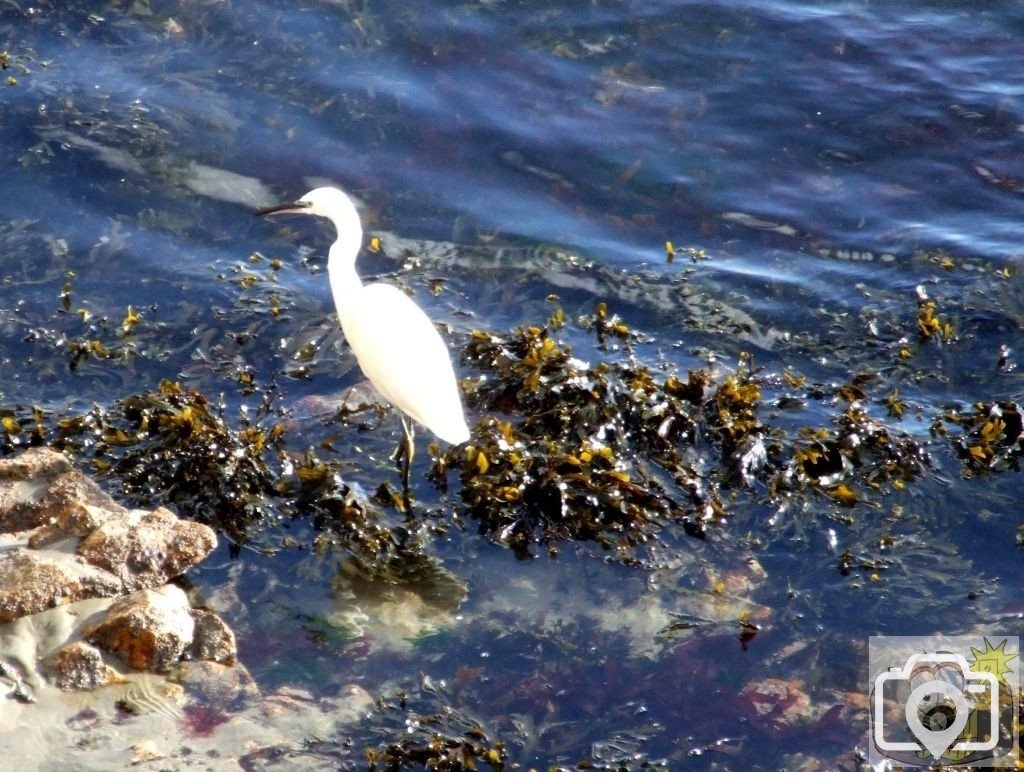 Egret