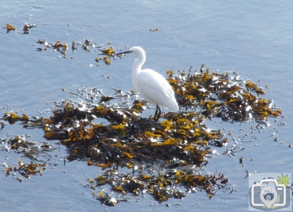 Egret