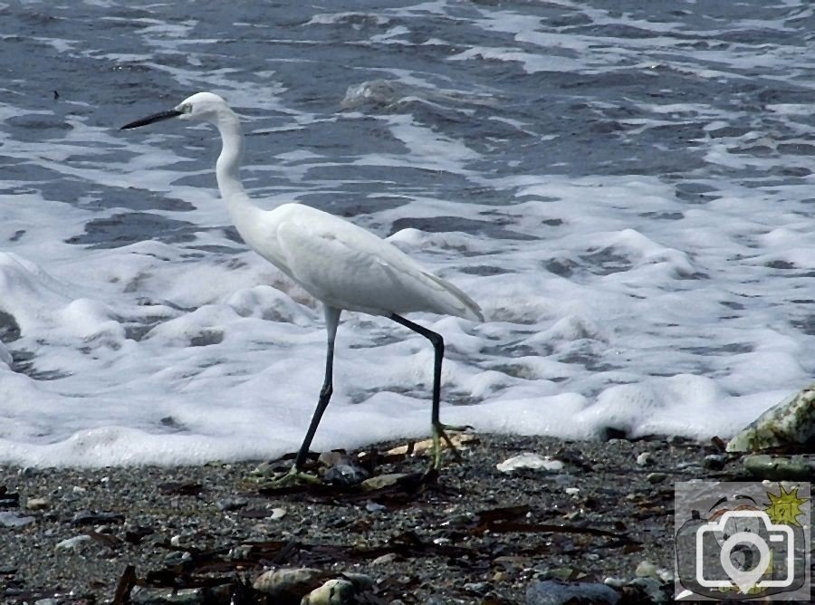 Egret