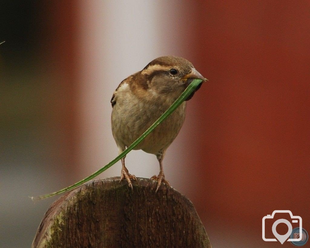 Female House Sparrow