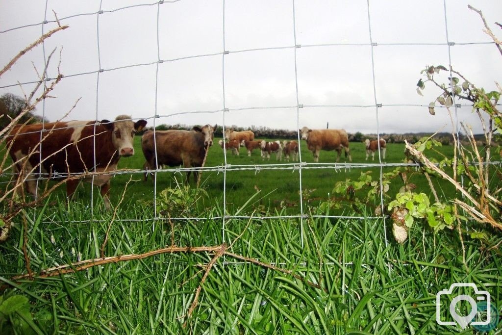 Fence Cows