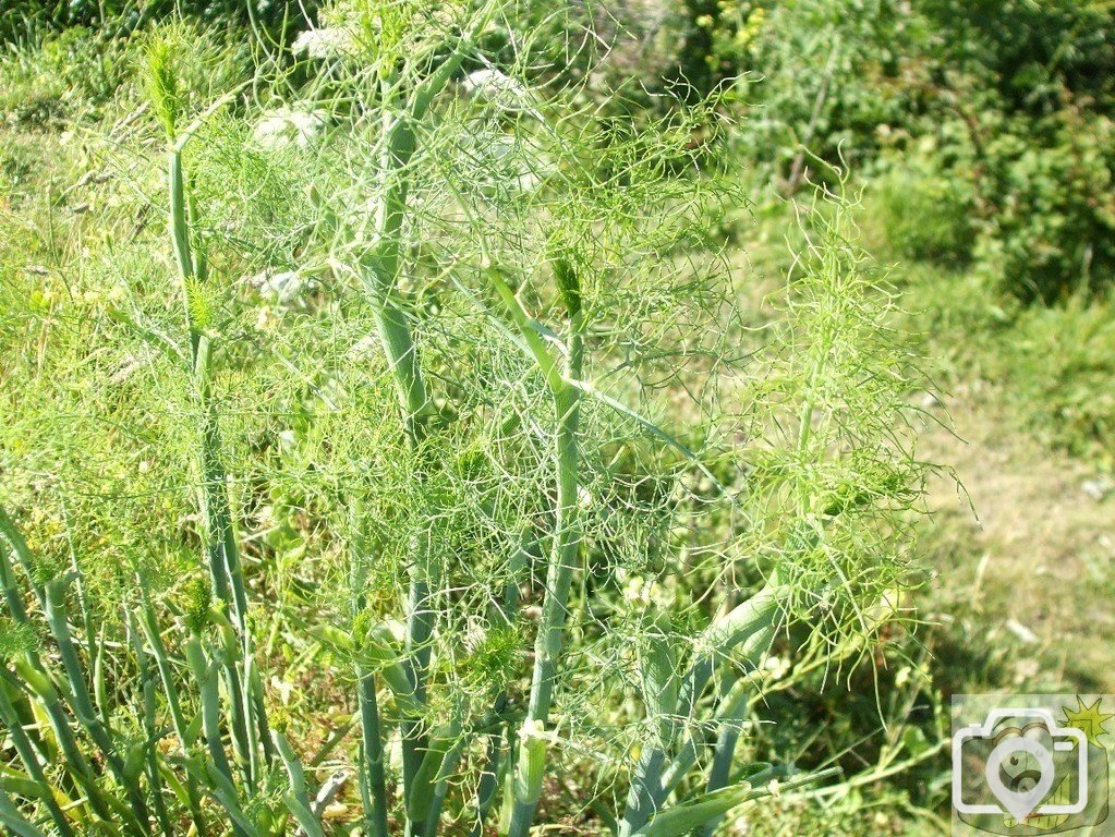 Fennel - Eastern Green  - 21Jun10