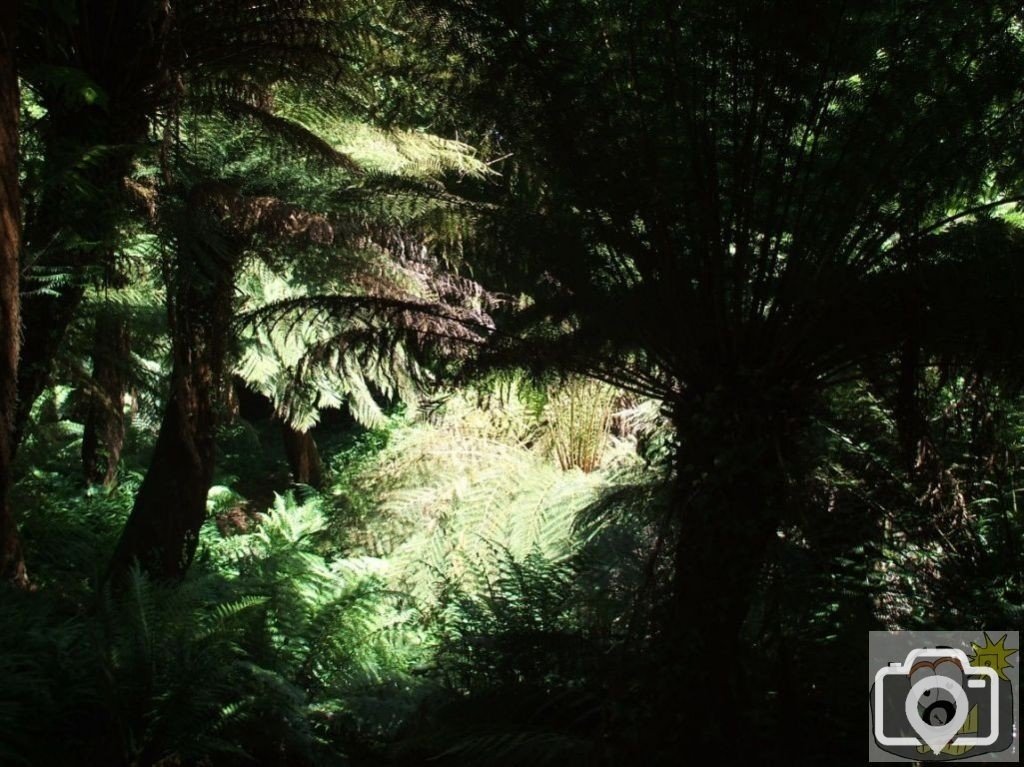 Fern Grove - Trewidden Gardens - June '08