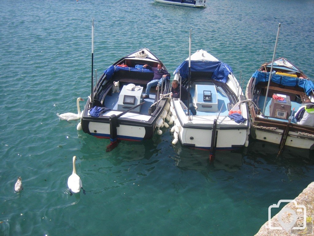 Ferries and Swans