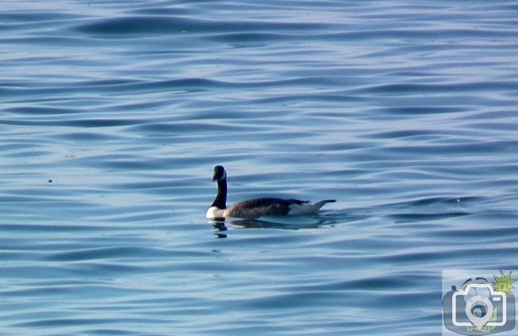 Flotilla - 01