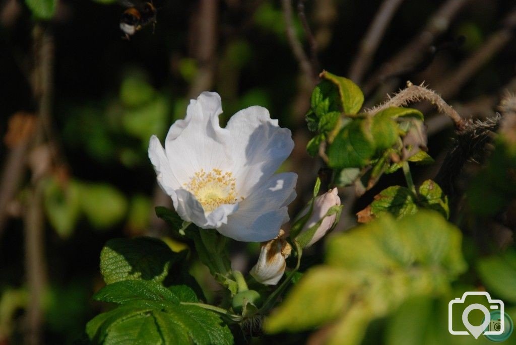 flower bee