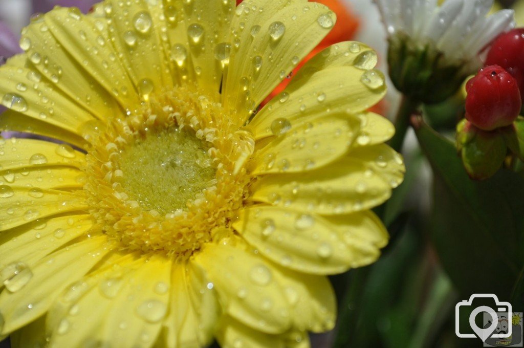 flowers.