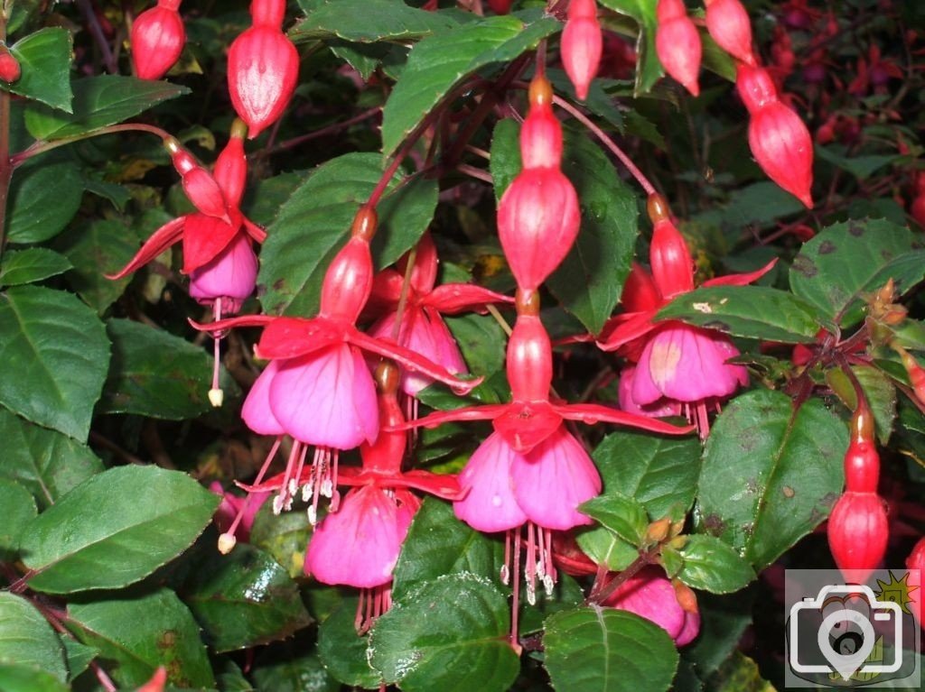 Fuschias