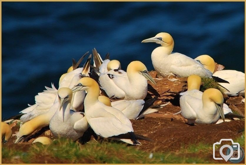 Gannets