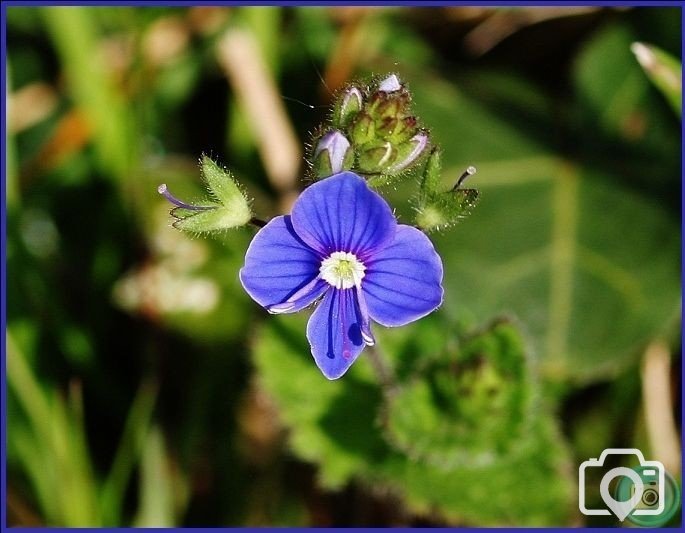 Germander Speedwell