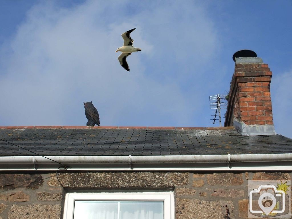 Get lost gull, you little sky rat!